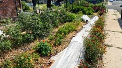 Denver, CO CSA gardening in 2021