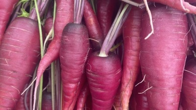 A good broadfork going 6"-7" deep really busts up the soil and allows oxygen to get into the cracks for microbes to breath and produce lovely carrots!