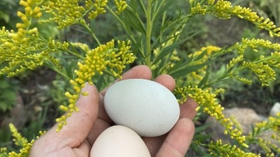 Eggs by Golden Rod.