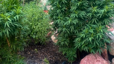 Outdoor cannabis plants under attentive care, grown for healthy foliage and strong development as part of a managed garden.