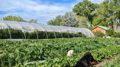 A scene from one half acre plot we stewarded. A layered image of scallion and other crops, a little dog and a high tunnel.