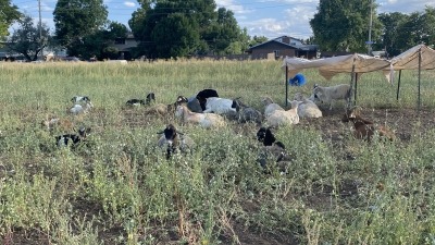 Implementation of Joel Salatin's rotational grazing methods for sustainable pastures and natural fertilizing and tilling dormant beds..
