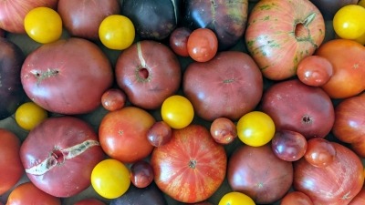 Heirloom tomato varieties from CO regionally grown seed