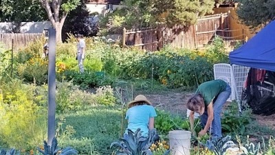 Volunteers from a partner organization harvesting in backyard farm.