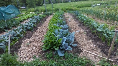 Inter-planting and crop rotation to make most use of cultivated space.