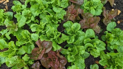 Healthy plants in healthy soil means no synthetic fertilizers needed.