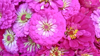 Zinnias
