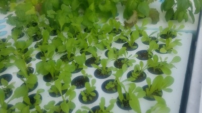 New plants in system
