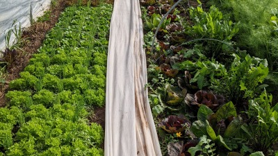 High tunnel growing: lettuce interplanted with scallion and more.