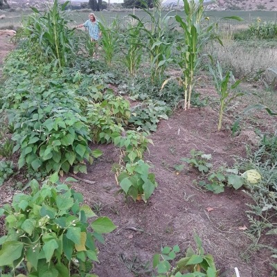 corn beans and squash growing 