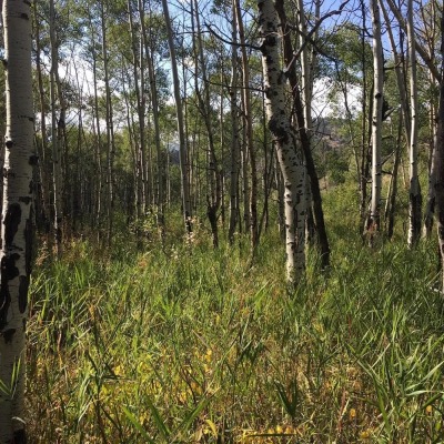 Aspen grove