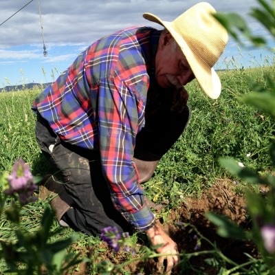 Previous Alfalfa production