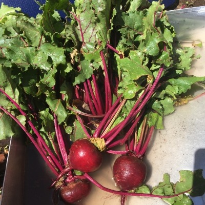 Root vegetables grown well