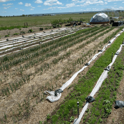Market garden vegetable production.