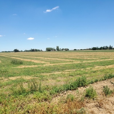 Irrigated field